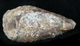 Agatized Fossil Pine (Seed) Cone From Morocco #27028-1